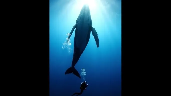点对点短信是什么 - 深蓝星球：探索海洋深处的未知世界